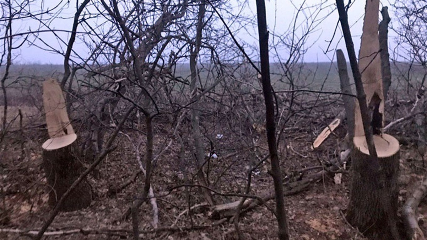 У Волноваському районі невідомі вирубували дерева у лісосмузі