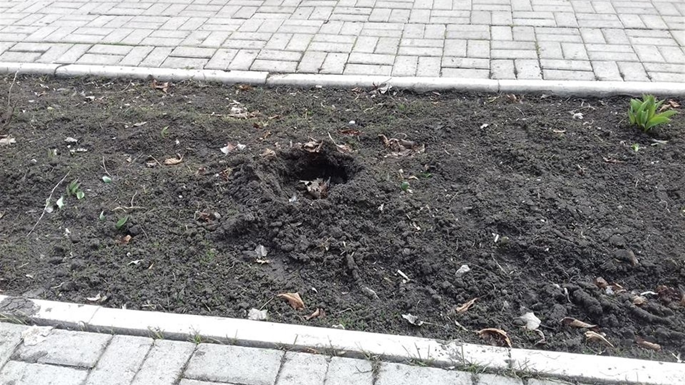 У Волновасі зі скверу невідомі викрали кущі