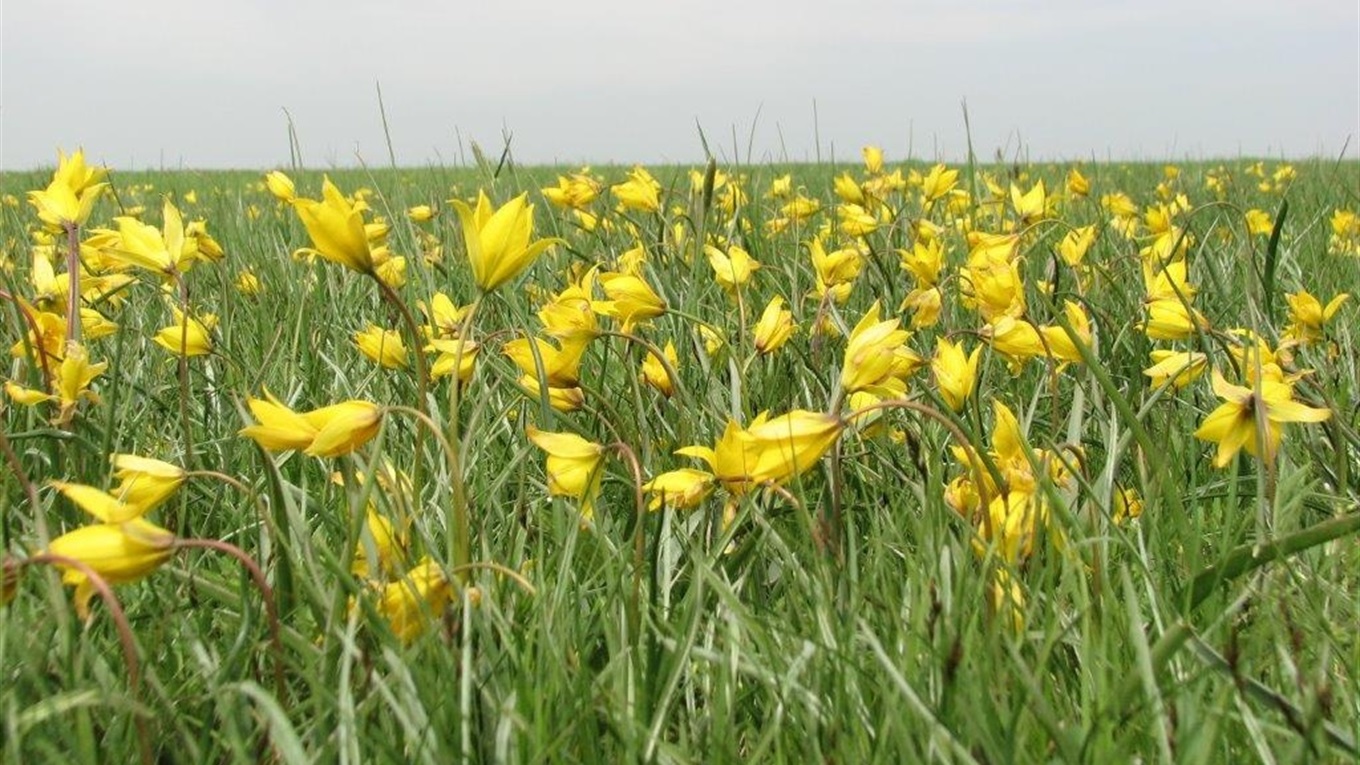 На Сірогозщині зацвіли червонокнижні скіфські тюльпани