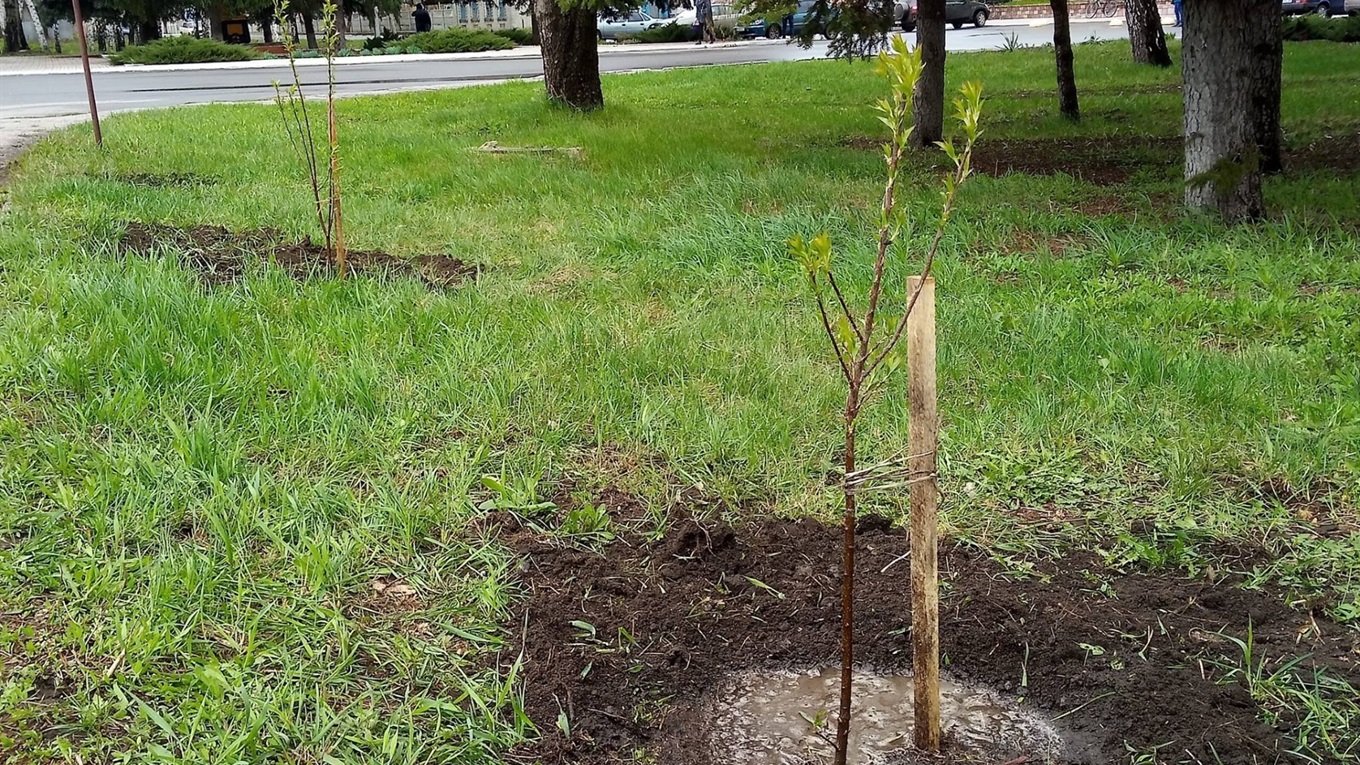 В Попасной высадили молодые саженцы деревьев