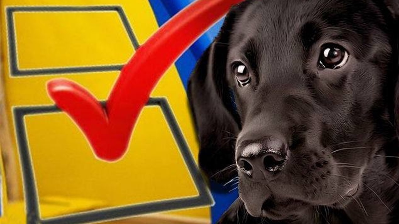 Несерйозні історії з виборів на Калущині