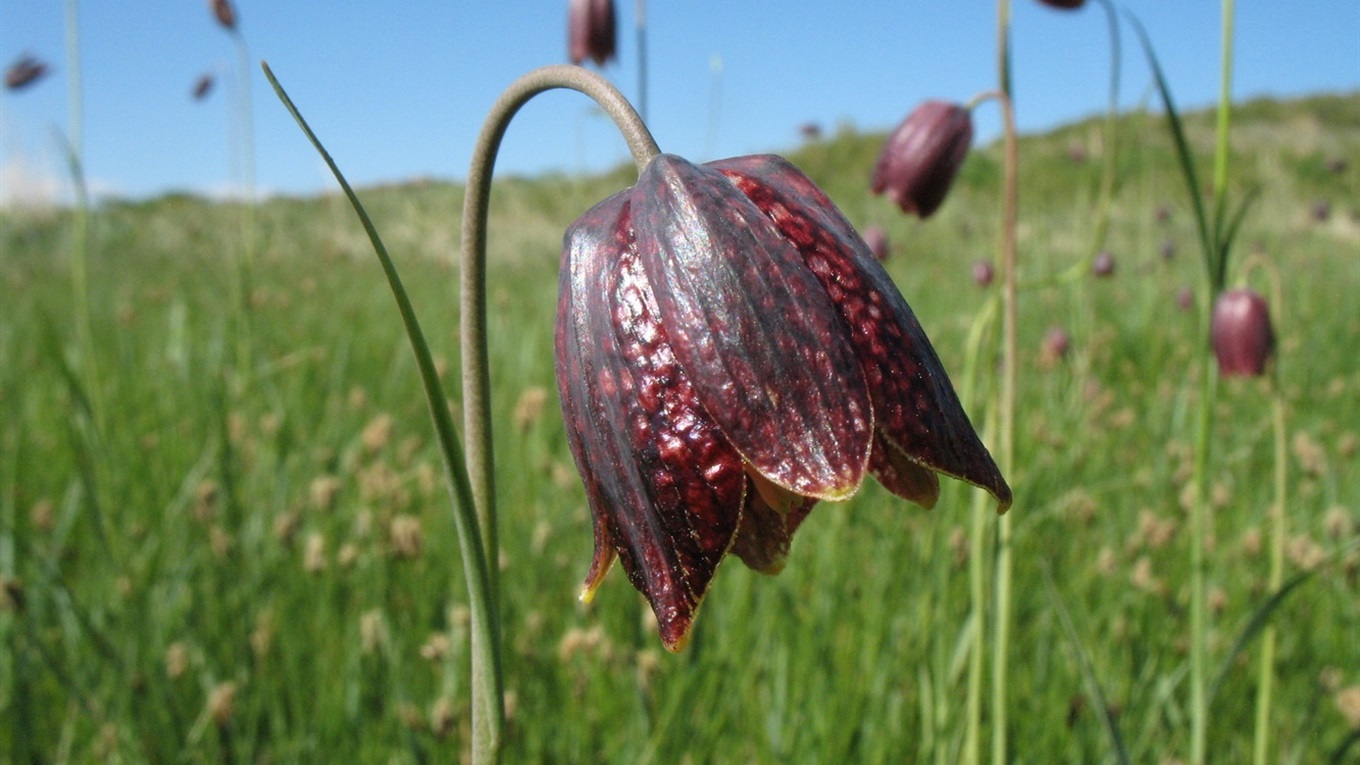 На грані зникнення: на Сірогозщині зацвіли червонокнижні рябчики (ФОТО)