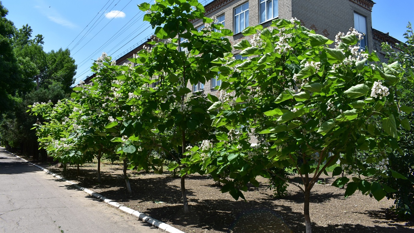 В Нижніх Сірогозах зацвіли південноамериканські “дерева щастя”. Як вони потрапили в степове селище?