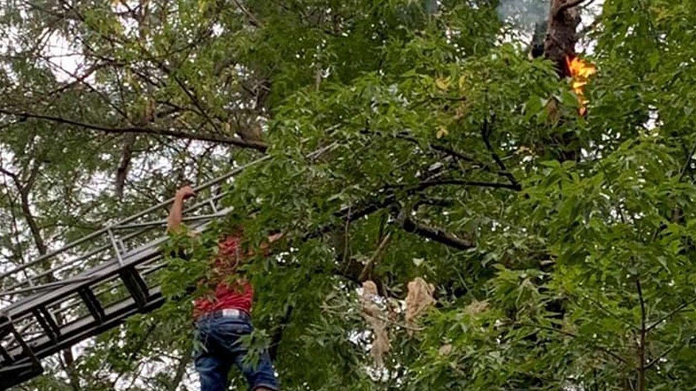 Повелитель бабочек: в Измаиле снимали мужчину с дерева