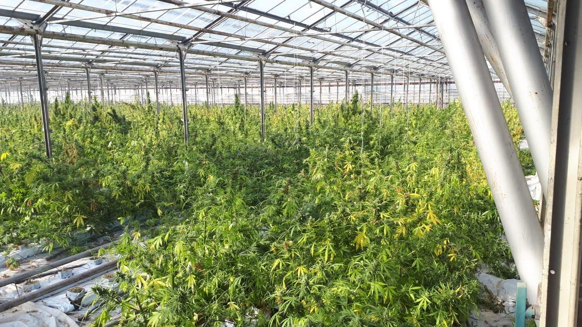 Поліція і СБУ на Косівщині виявили на 4 гектарах плантацію коноплі на 50 мільйонів євро