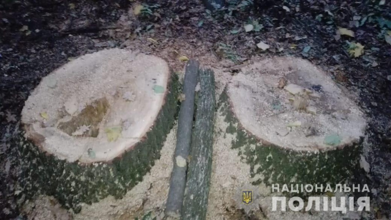 Поблизу Вирів поліція затримала осіб, які знищили лісонасаджень на 280 тисяч гривень