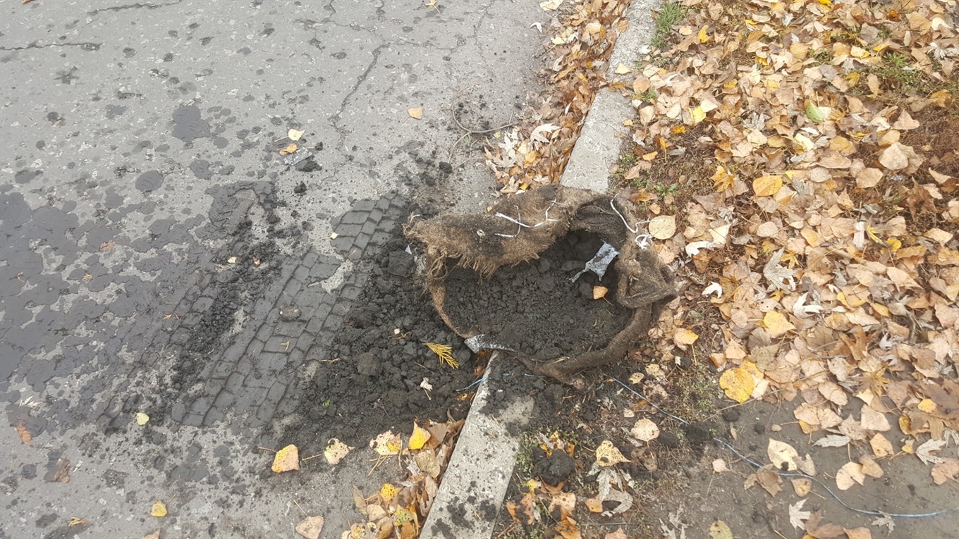 У Білозерському невідомі вкрали туї
