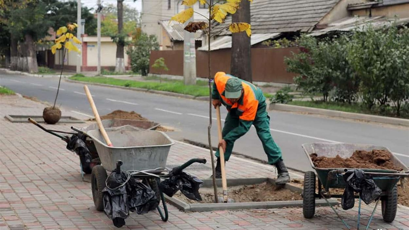 Озеленение в Измаиле продолжается