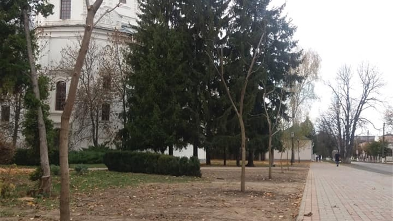 У міському сквері висадили п’ять катальп