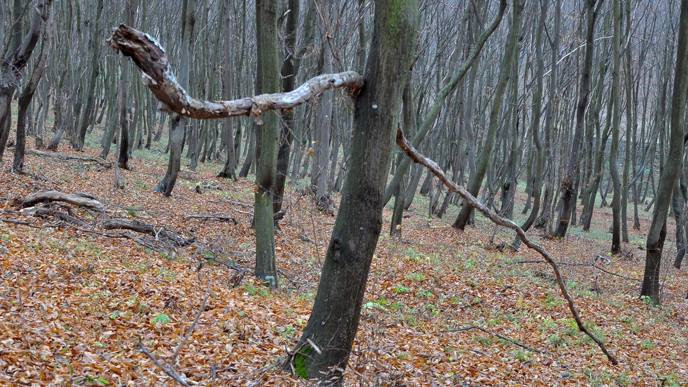 Як на Маестро фотографії Ореста Лижечку в осінньому лісі несподівано змія напала