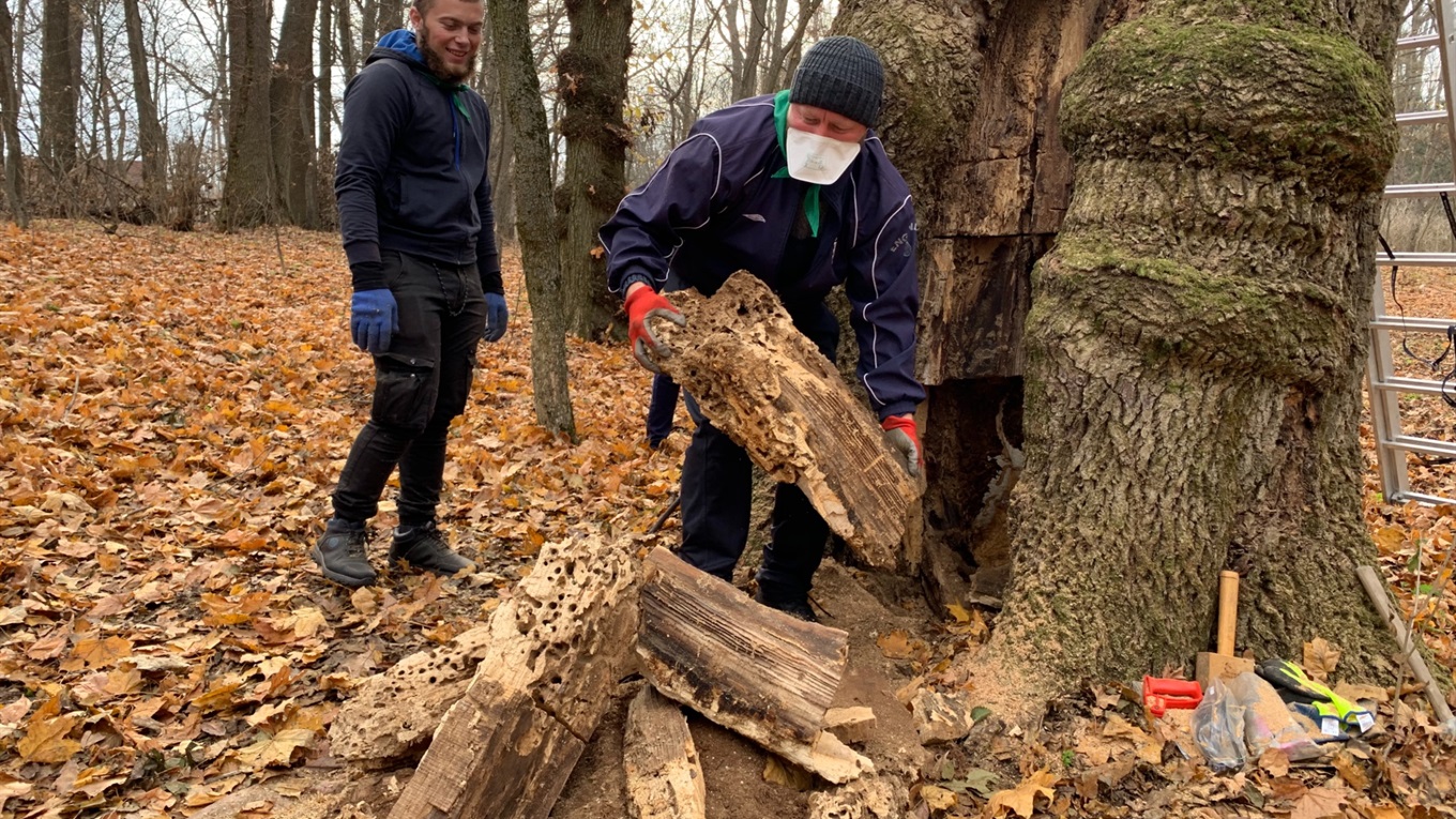 У Великоанадольському лісі почали лікувати історичне дерево, якому понад 170 років 