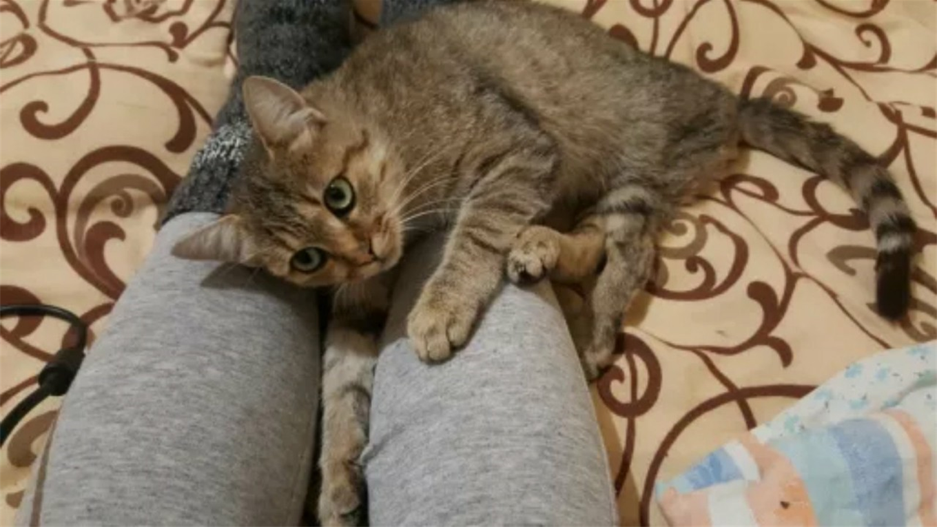 В Счастливцево пропала кошка Мишель, у которой перебиты лапки