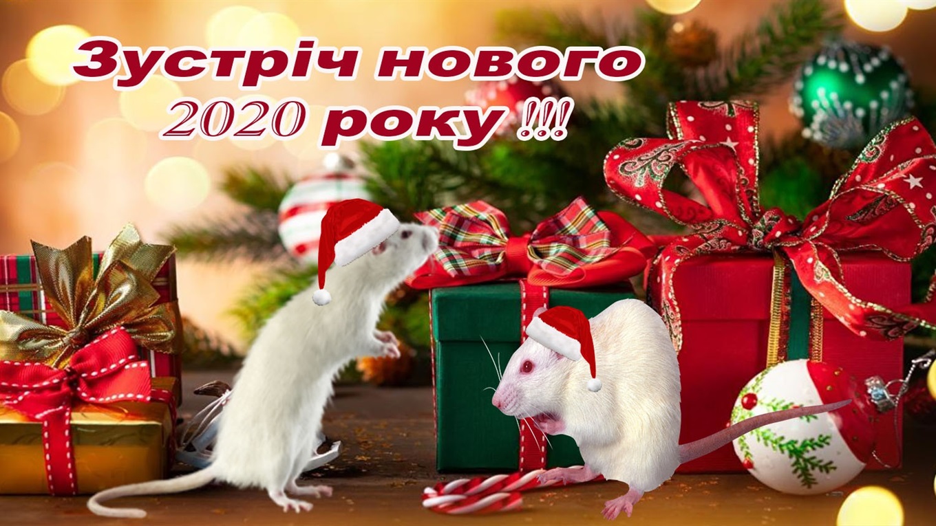 Як зустрічати гадячанам Новий 2020 рік Щура