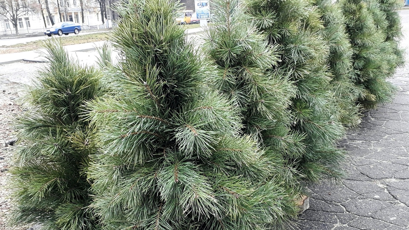 Скільки коштує ялинка до Нового року у Шостці