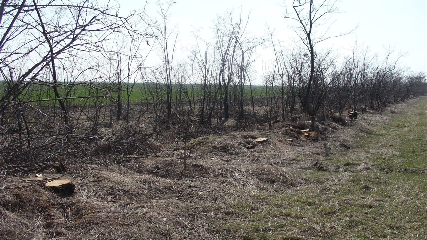 Полезахисні лісові смуги Сірогозщини проінвентаризують до 1 травня 2020 року