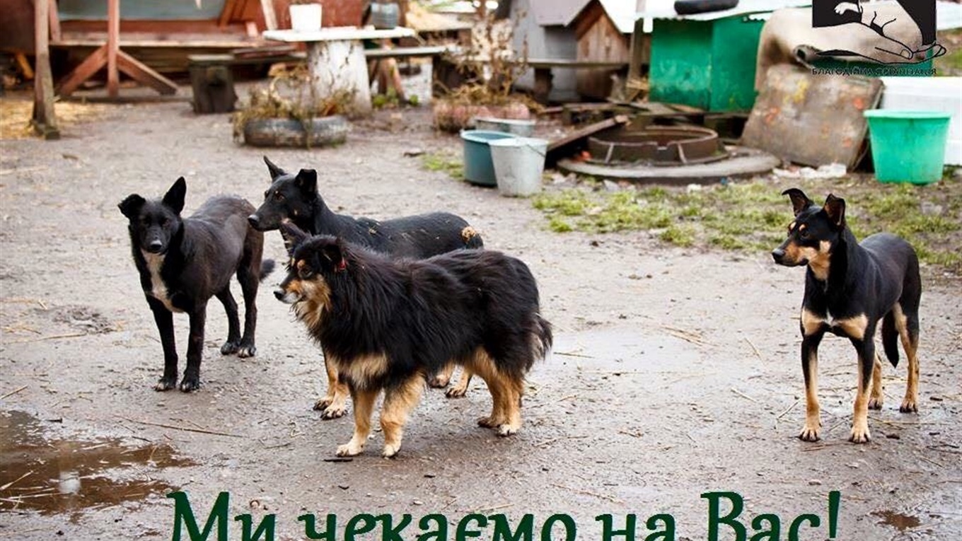 Калуський "Дім Сірка" просить допомогти ліками: перелік