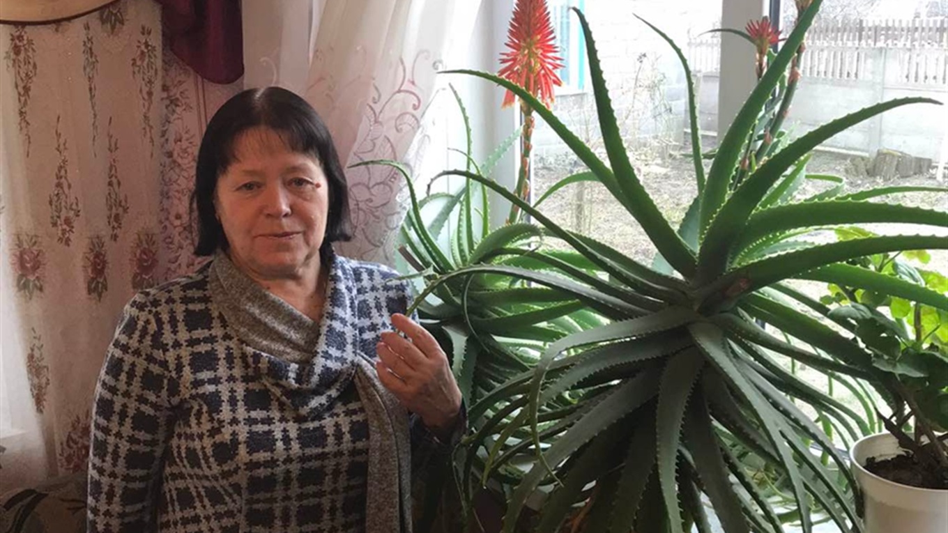 У Надії Ткаченко столітники цвітуть не раз на вік, а щороку. Як вона за ними доглядає?