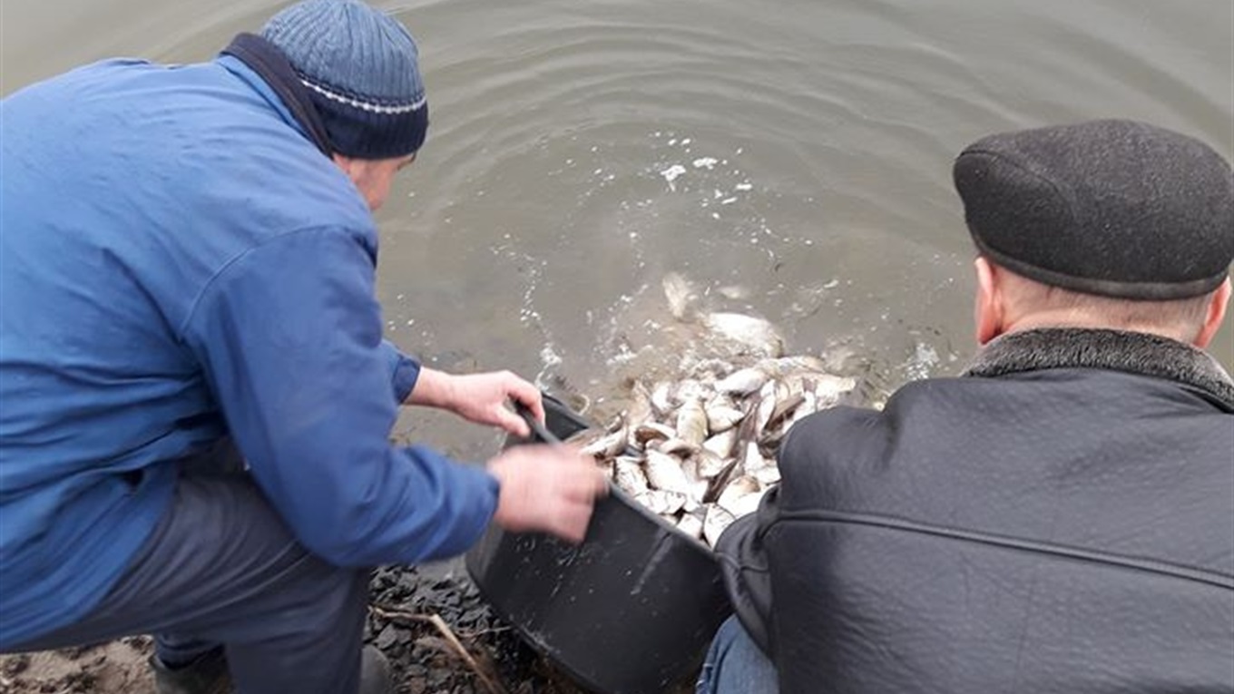 У Володимирці активісти втретє зарибнили місцеву водойму – басейн. Сезон риболовлі почнуть у 2021-му