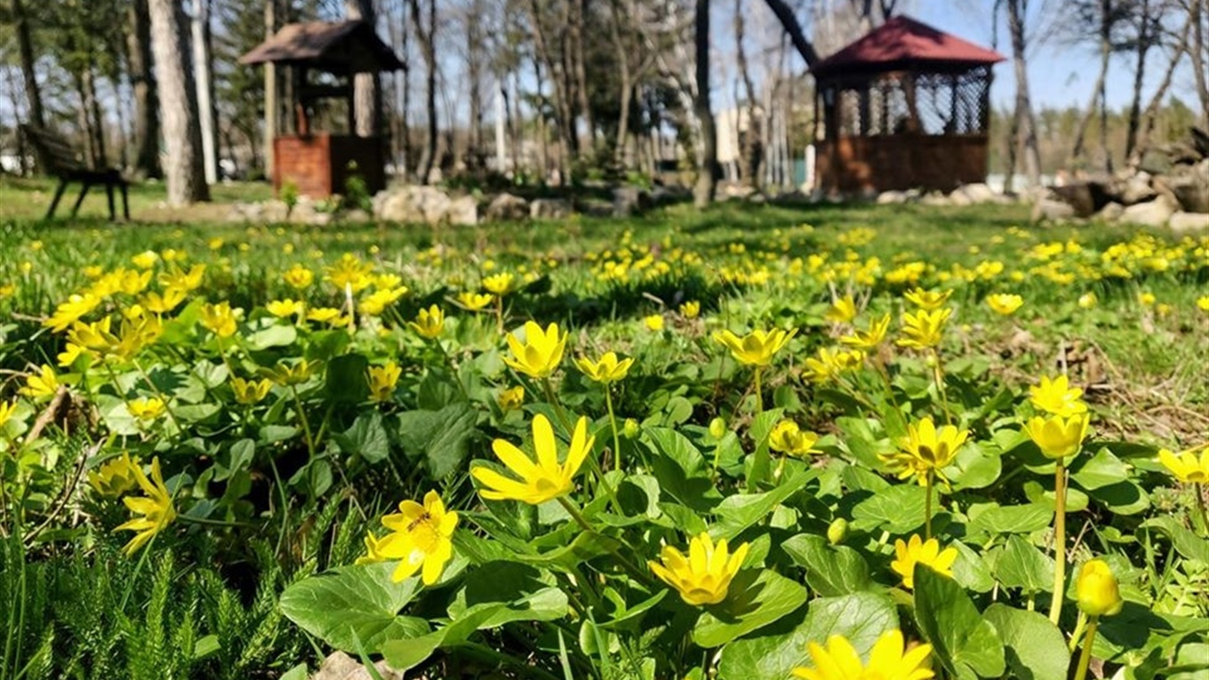 Первоцвіти Великоанадольського лісу. Познайомся з красою природи не виходячи з дому