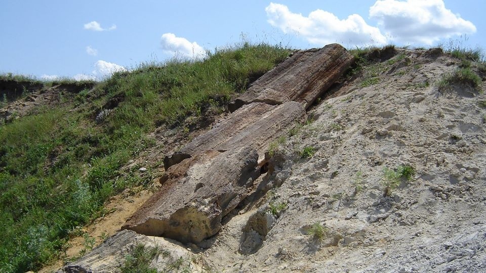Окаменевшая араукария в заповеднике «Дружковские окаменевшие деревья»