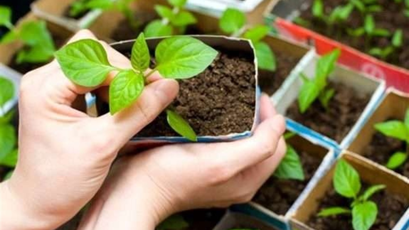Почім розсада у Корюківці і Холмах