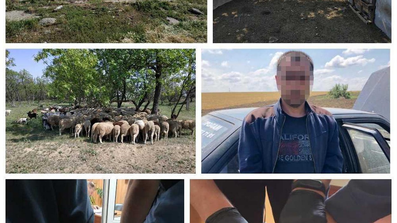 По следам отары: измаильские полицейские поймали вора, укравшего скот на 300 тысяч гривен (видео)