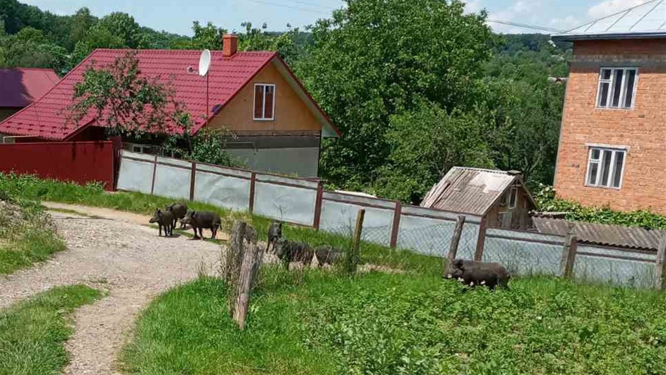 У Суховерхові по вулиці та городах ходила зграя диких свиней — фото