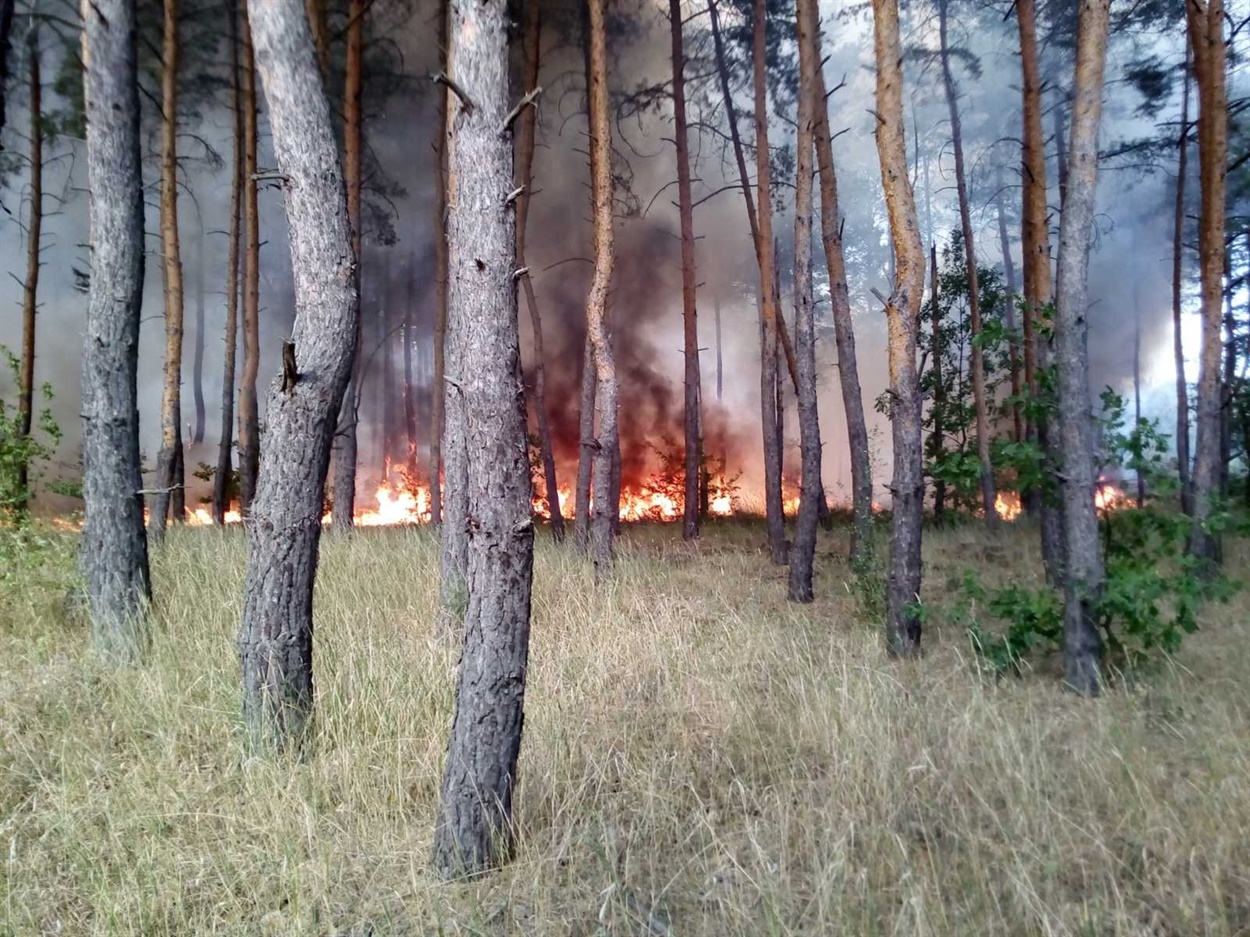 Лісова пожежа в Луганській області