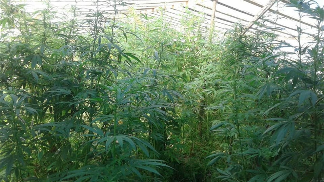 Два  брати із Завою вирощували вдома 300 кущів коноплі і зберігали  вибухові речовини
