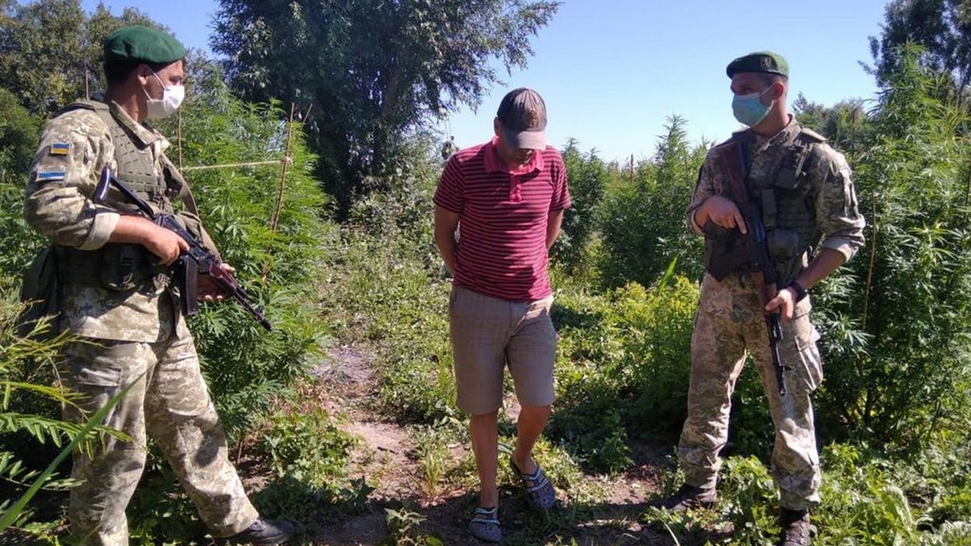 Задержали на горячем: измаильские пограничники поймали нарушителя за сбором урожая на наркоплантации
