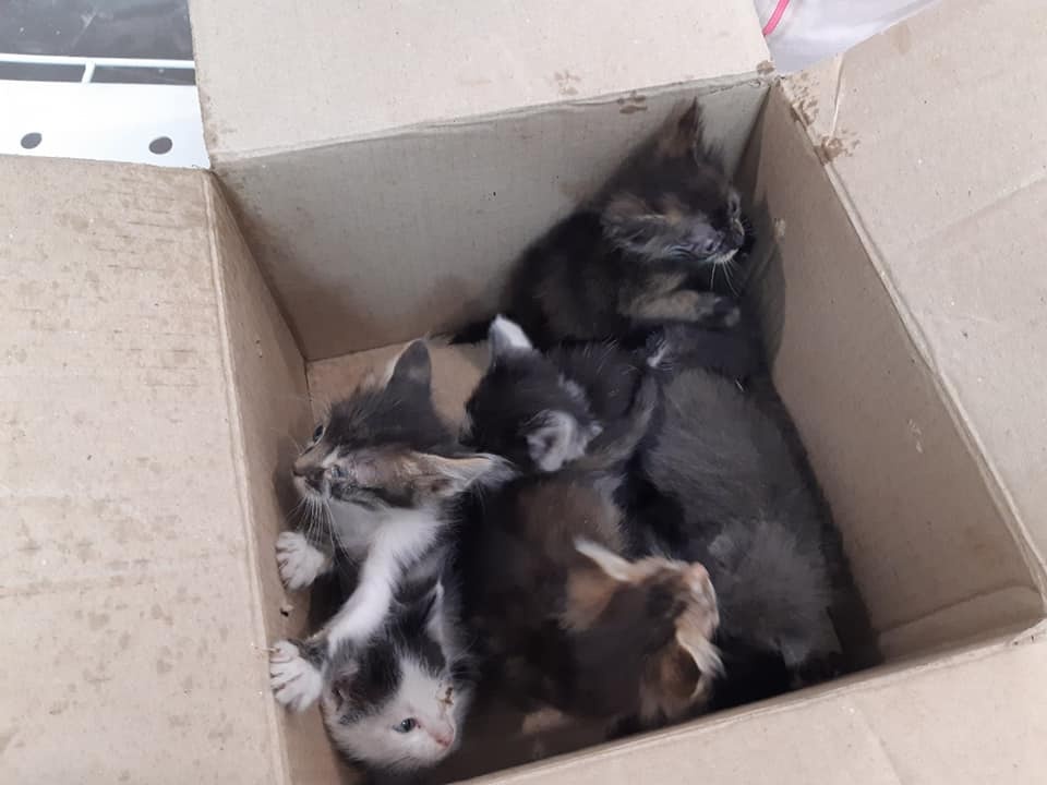 Котики, для которых "Лада" ищет дом и хозяев
