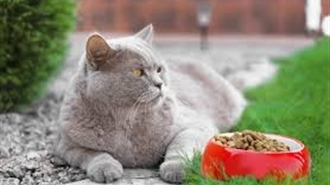 Сбалансированный корм для котов