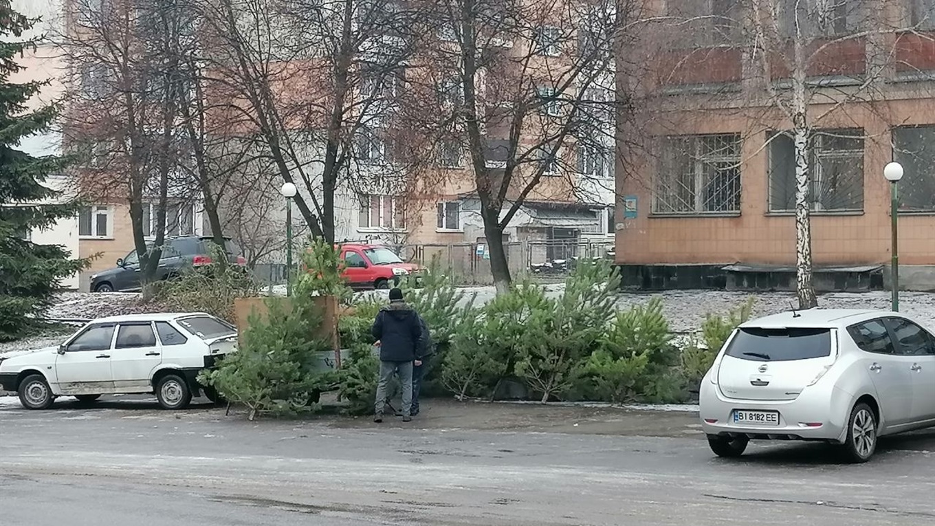 Де у Гадячі купити ялинку