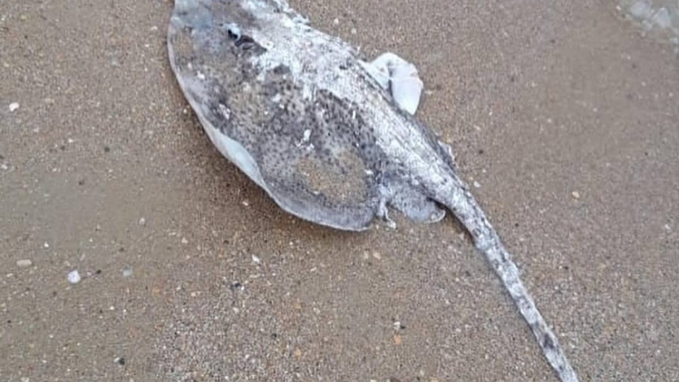 На берегу Черного моря нашли мертвых скатов с обрезанными крыльями