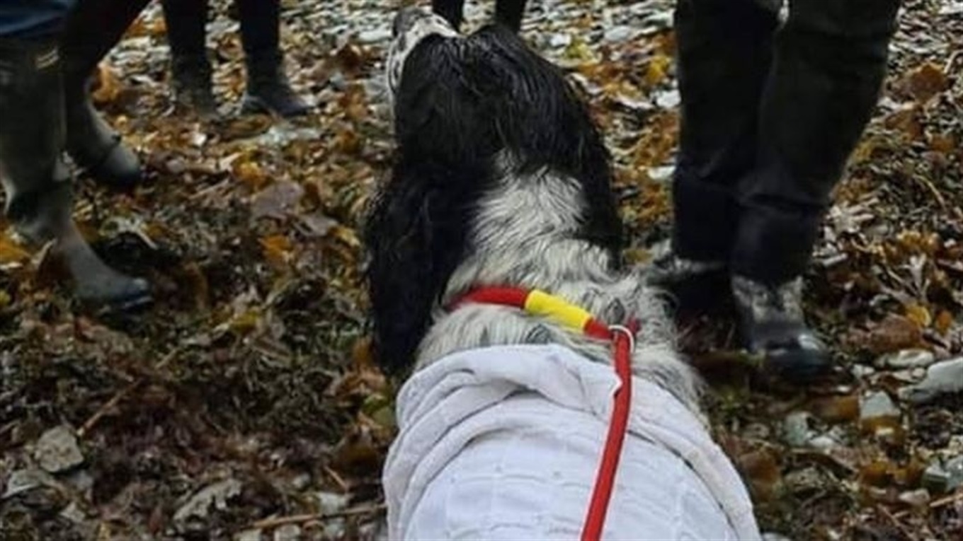 16 годин у відкритому морі. Дивовижний порятунок собаки, якого віднесло у відкрите море 