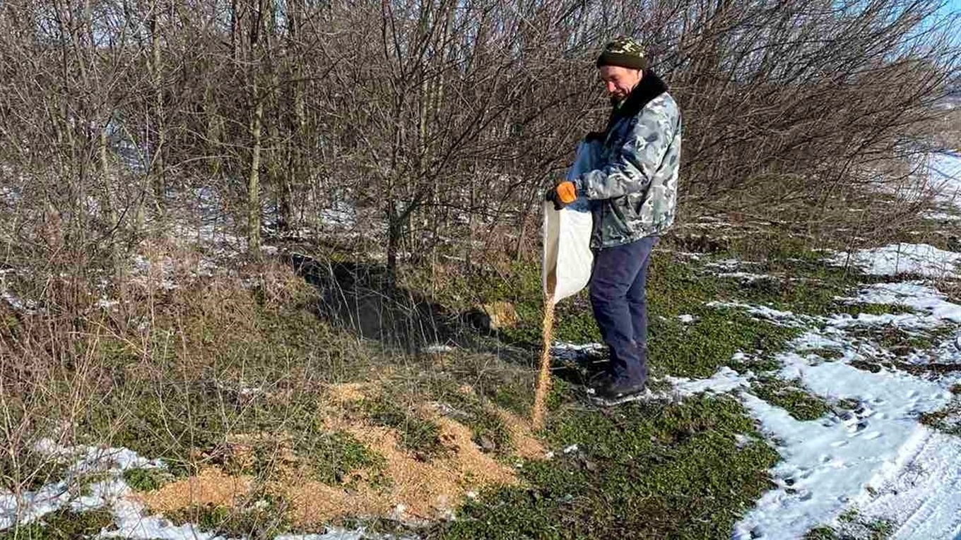 “Їдальню” для фазанів під відкритим небом влаштували сірогозькі фермери