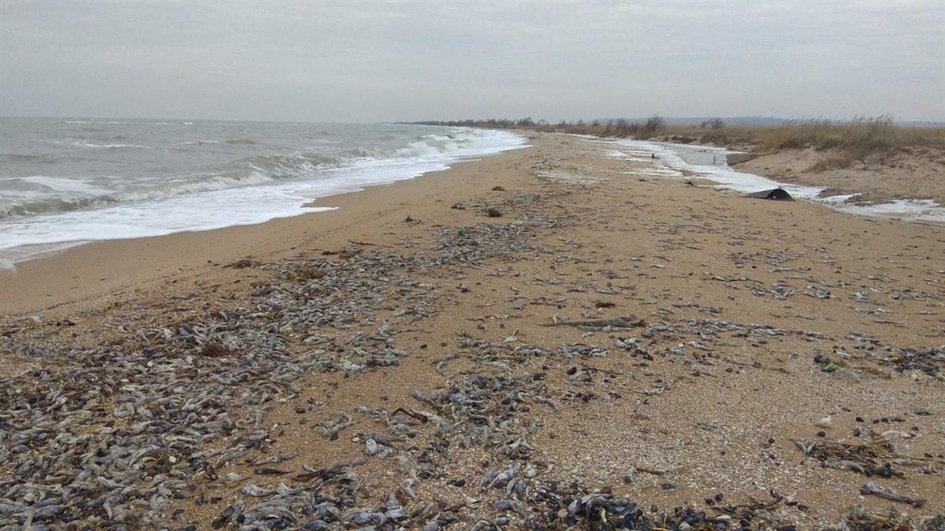 На Азовском побережье массово умирает бычок