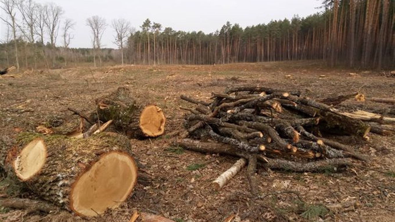 У Рафалівці вирубують дуби. Ми з’ясували, чи законно