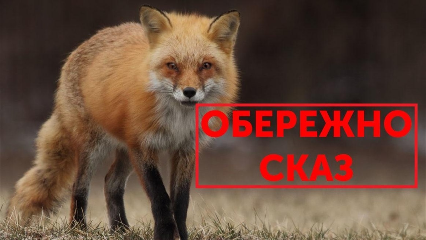 На Переяславщині скажена лисиця вкусила жінку