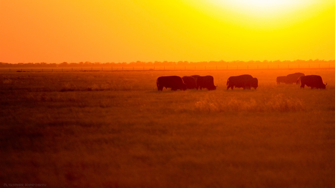 Биосферный заповедник Аскания-Нова. Как совершить кругосветное путешествие в Украине