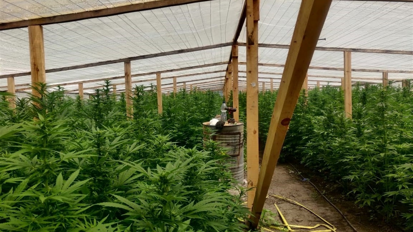 Понад 6 000 кущів конопель: поліція викрила чоловіка, який вирощував вдома наркомісткі рослини