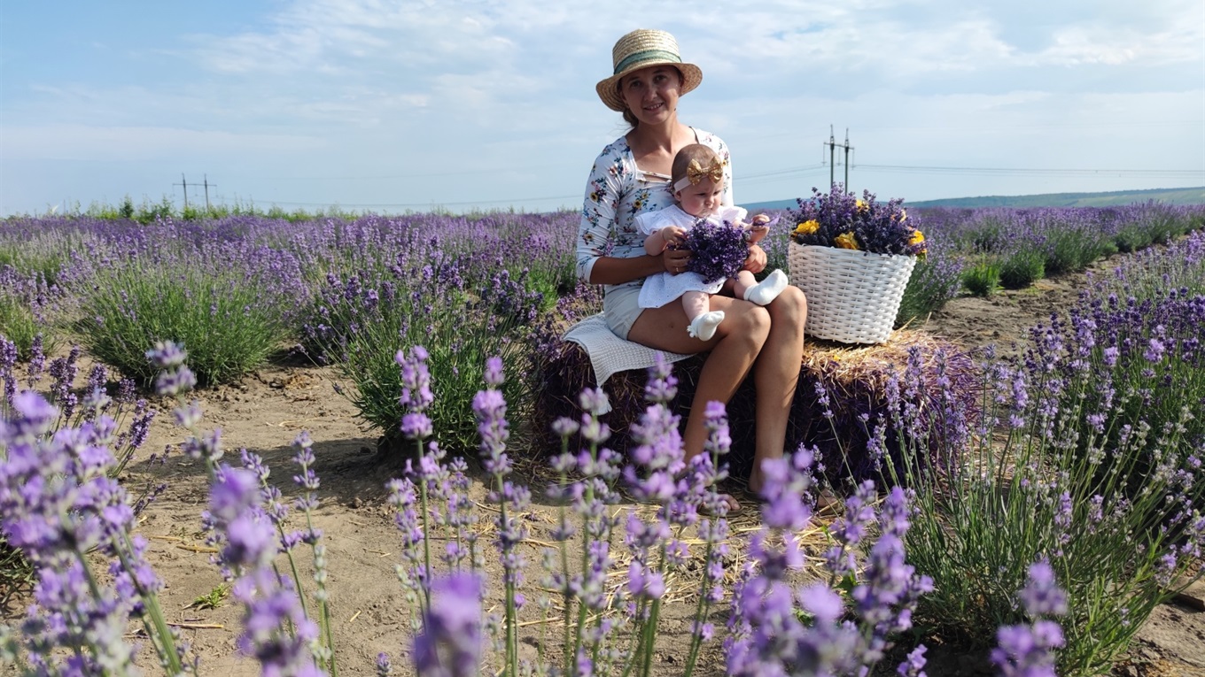 На лавандовому полі в Шишківцях можна прогулятися і сфотографуватися безкоштовно