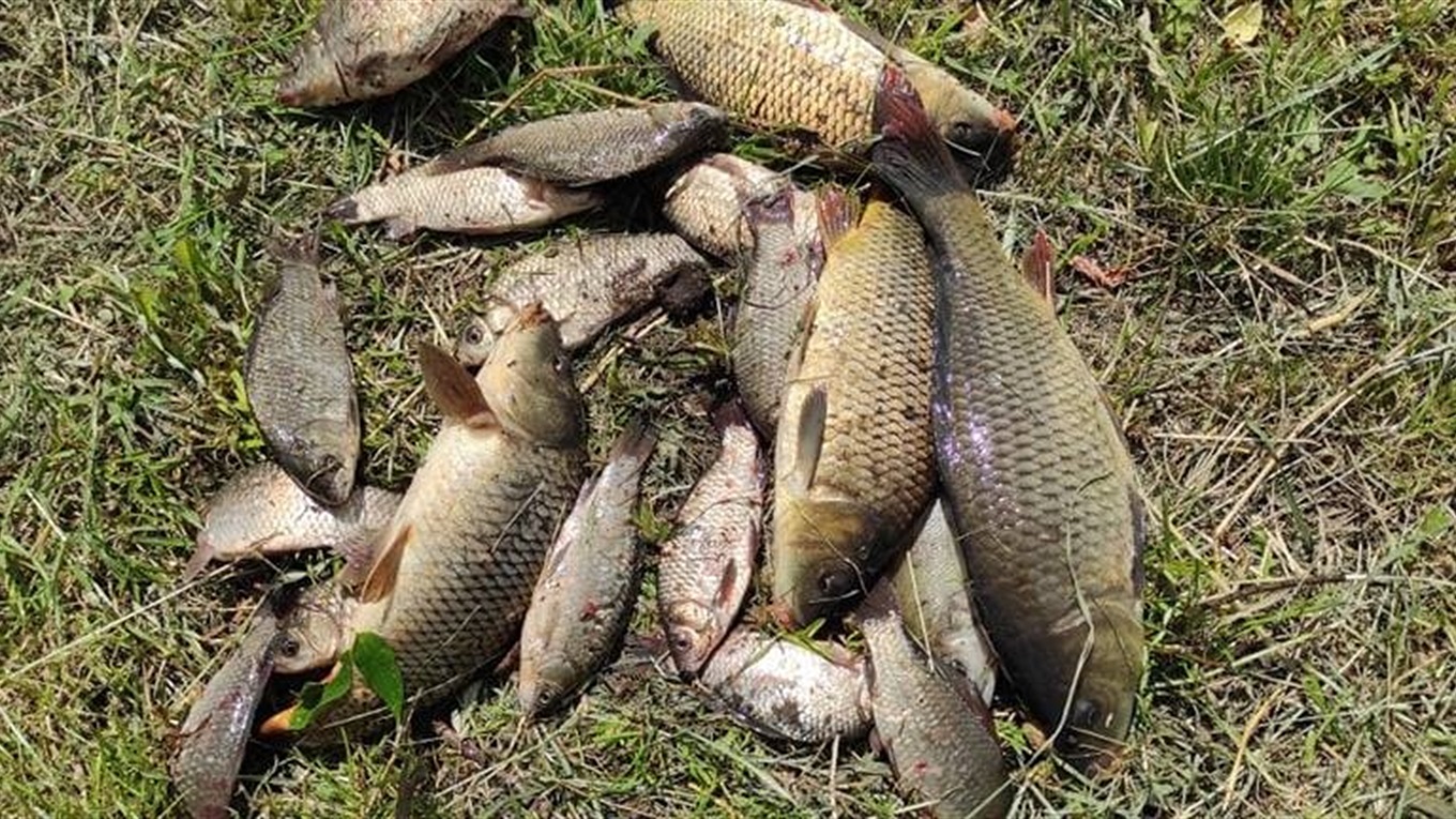 Тест - гра: яка риба живе у старокостянтинівських водоймах
