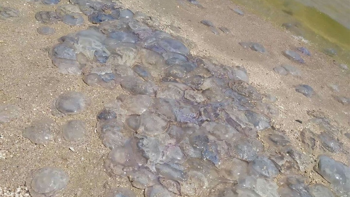 Чому медуз в Азовському морі стало так багато?