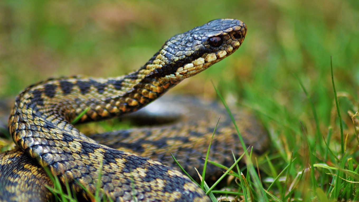 Желтобрюх змея (46 фото)