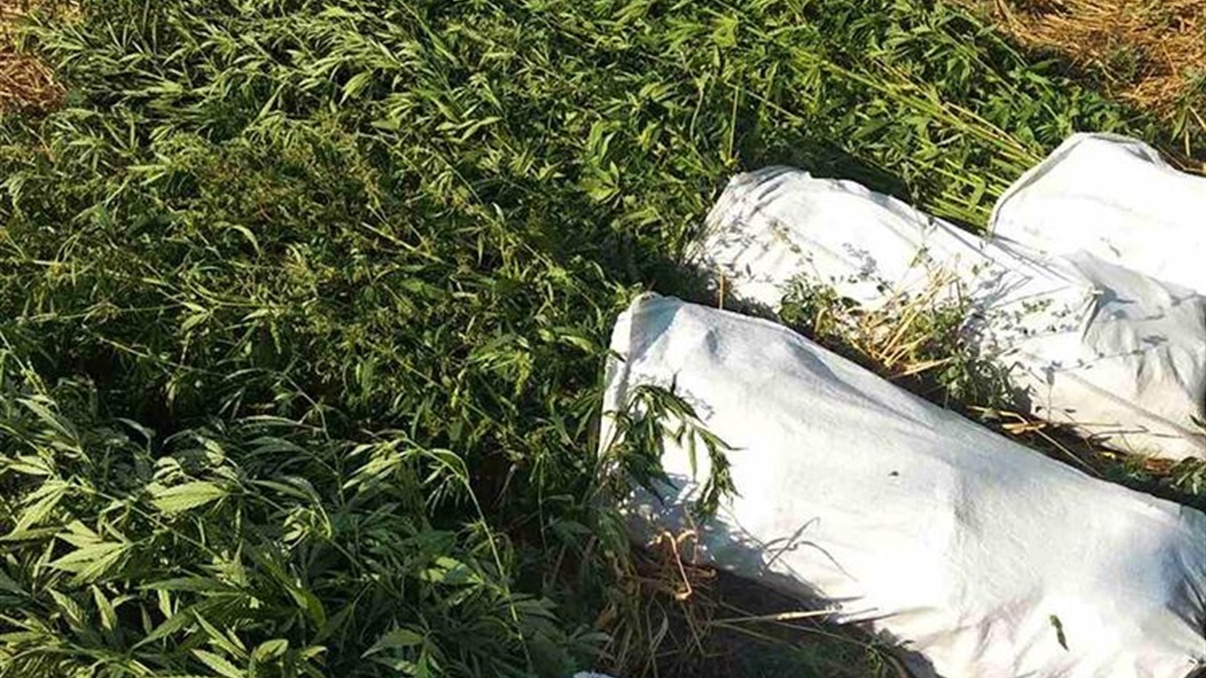 У Кінських Роздорах пенсіонерка на городі вирощувала наркопосіви коноплі