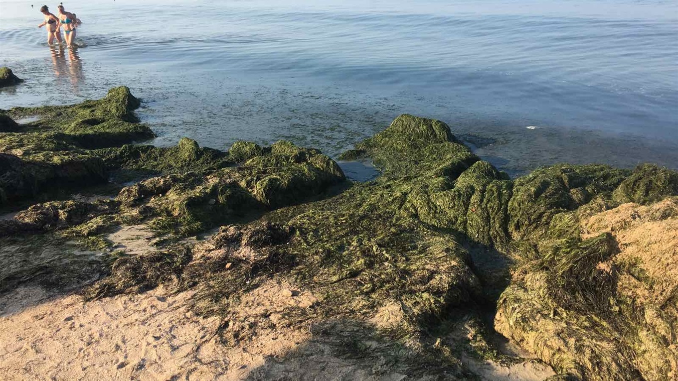 На Бердянских пляжах новая проблема: тонны водорослей. Фото, видео