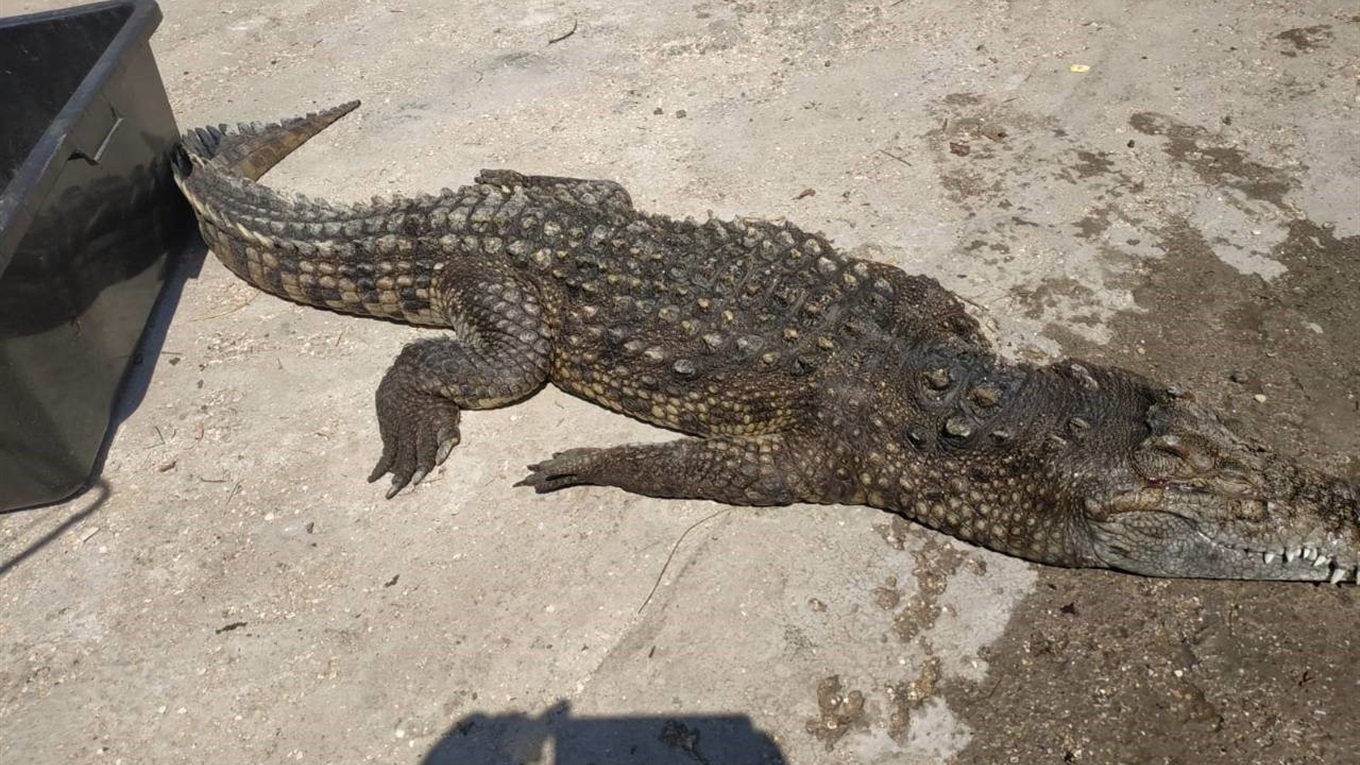 В водоеме на Арабатской стрелке нашли крокодила