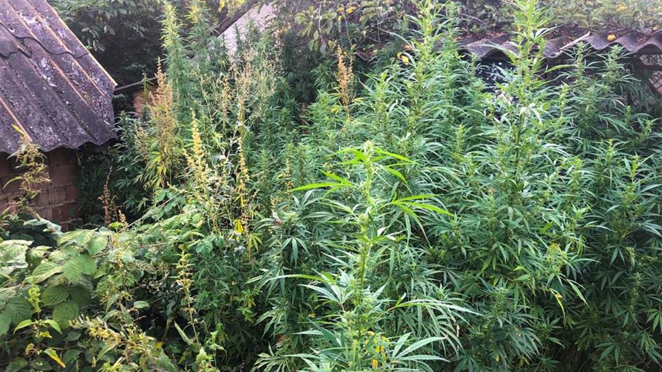 Поліцейські вилучили у жителя Лужан понад пів тисячі незаконно вирощених конопель