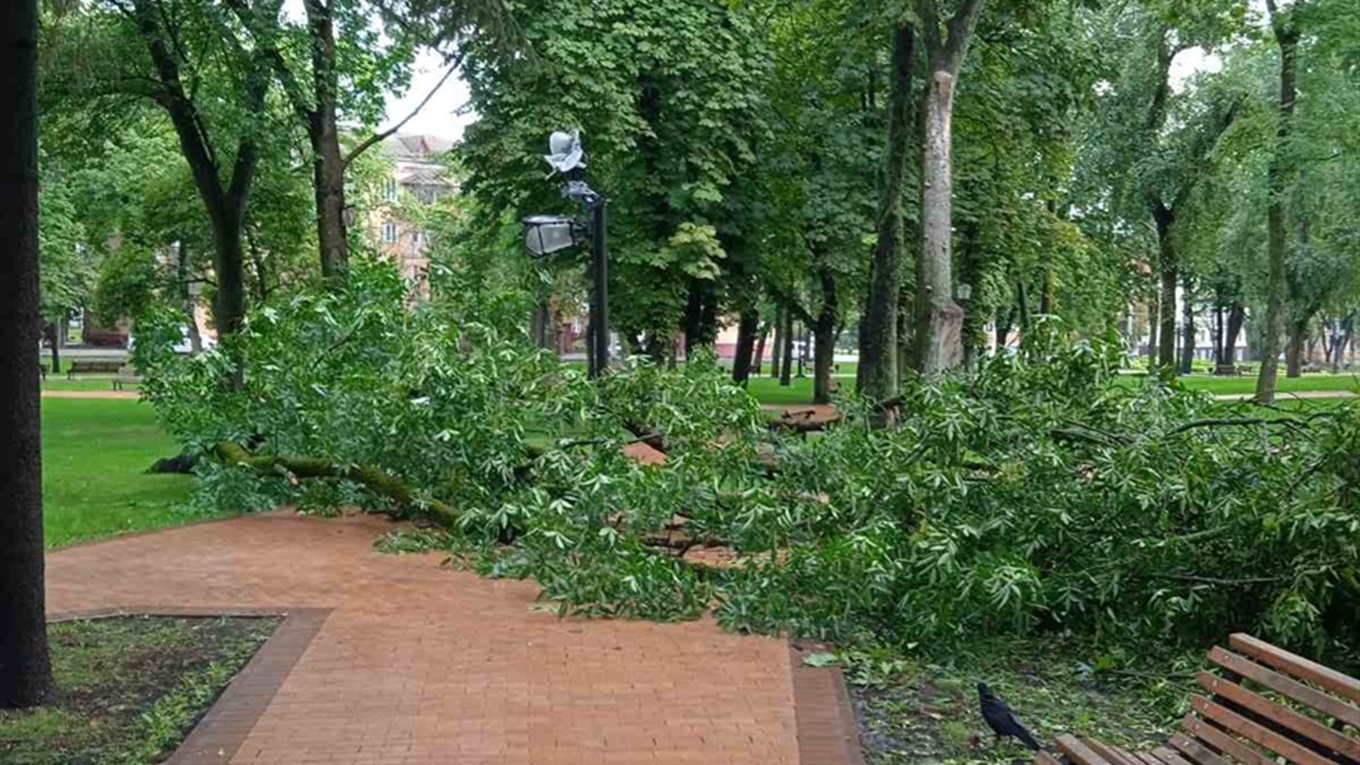 Зламане дерево, а з ним і ліхтар у сквері Коцюбинського. Наслідки нічної негоди у Чернігові